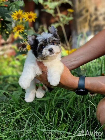 Бивер мини мальчик