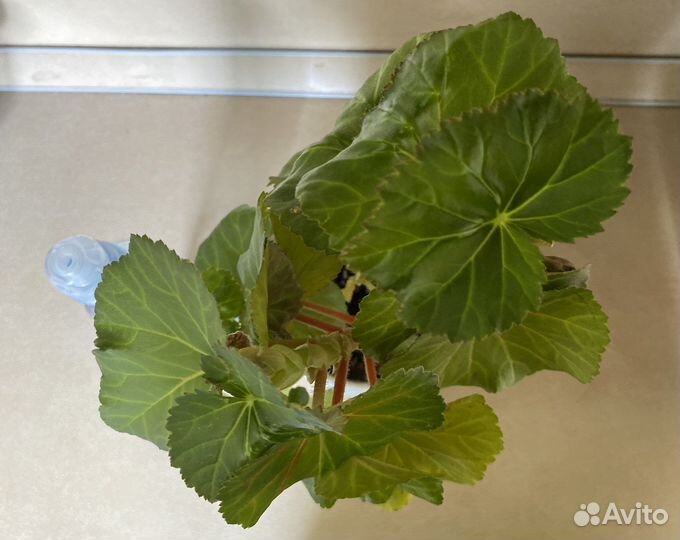 Бегония Элатиор белая и розовая