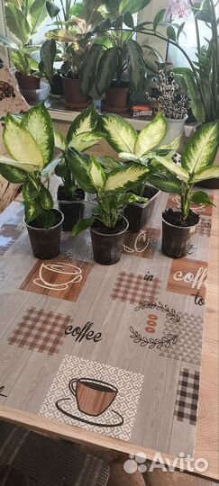 Диффенбахия камила