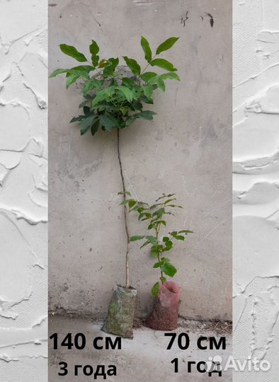 Саженцы грецкого ореха