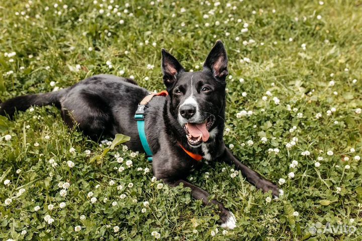 Собака в добрые руки