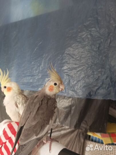 Попугай корелла девочка