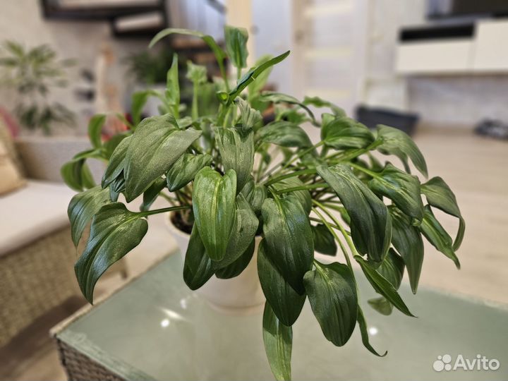 Дримиопсис