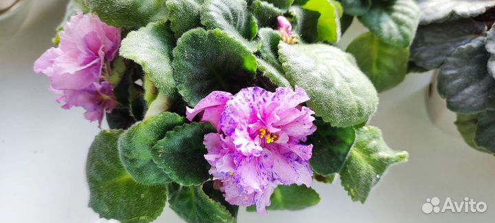 Сортовые фиалки