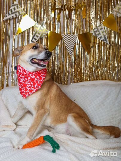 Шейла красавица и умница