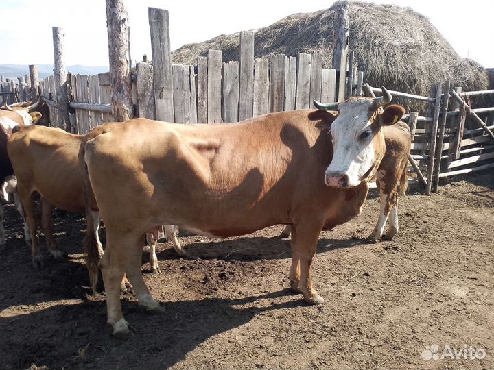 Крс корова телка бык