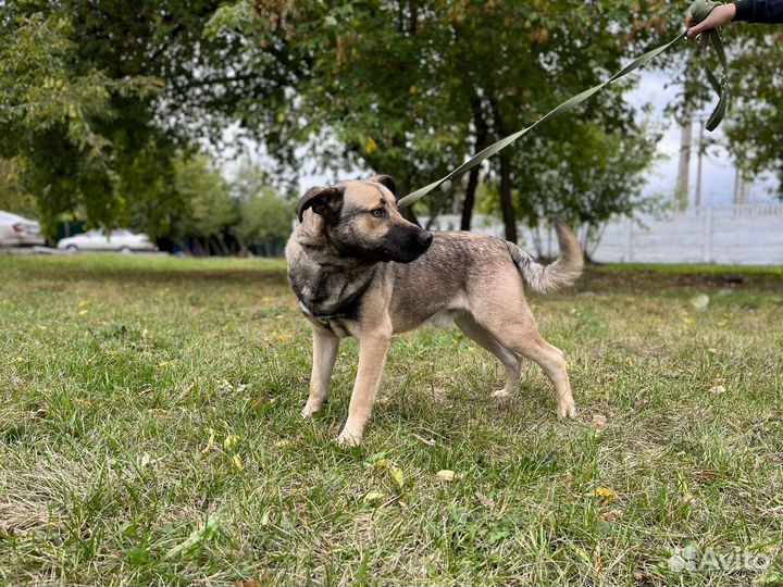 Собака в добрые руки отдам бесплатно