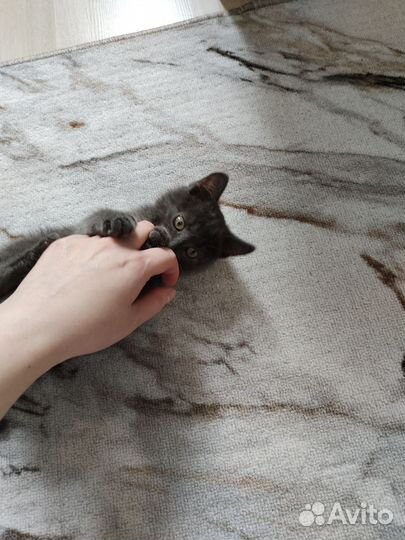 Котенок