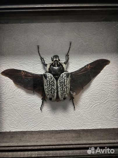 Жук в рамке