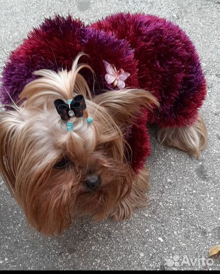 Одежда для собачек (свитера, комбинезоны)