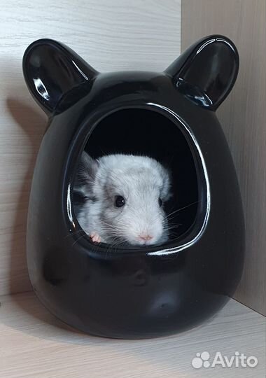 Шиншилленок Белый Вильсона 2 мес