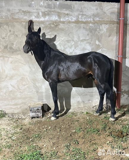 Элитный жеребец. Карачаевская порода