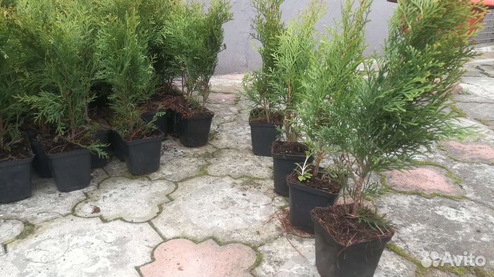 Саженцы туи