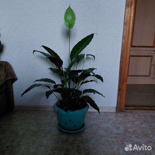 Комнатные цветы в горшках большие