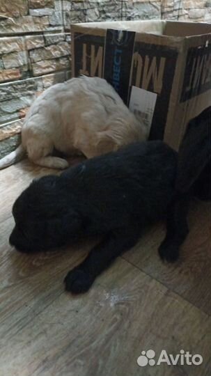 Лабрадор ретривер щенки