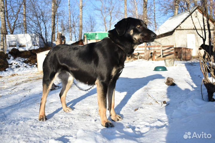 Крупная собака