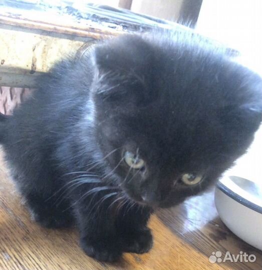 Котята в добрые руки даром