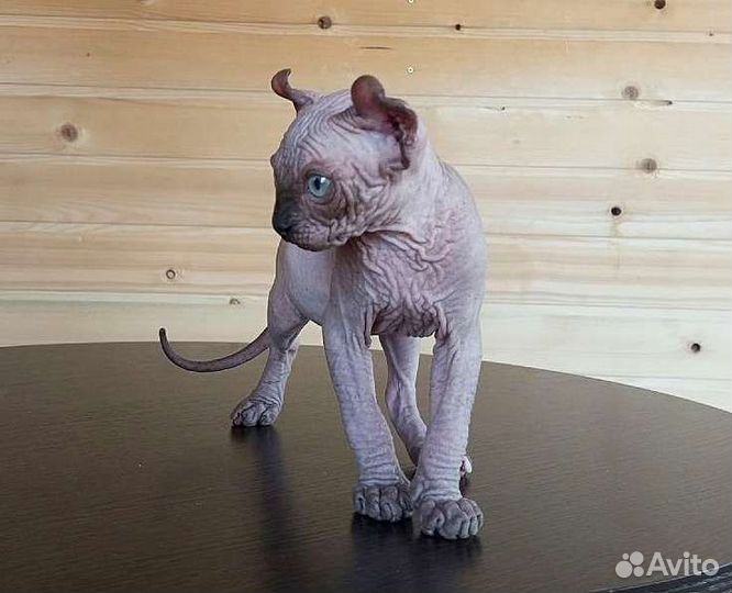 Шоколадная эльф