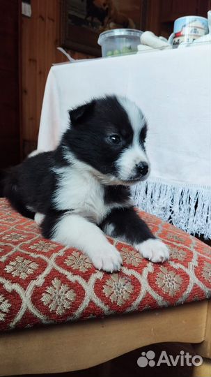 Щеночки в добрые ручки