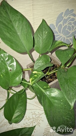 Сциндапсус