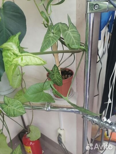 Комнатные растения цветы большие