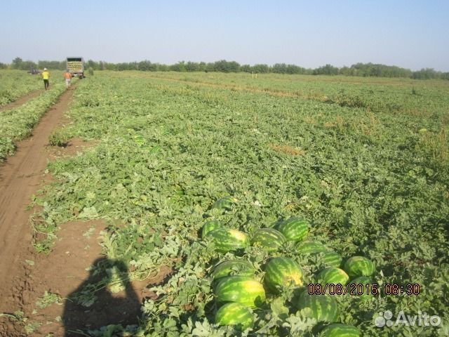 Продам семена арбуза