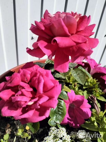 Гелиопсис/флокс/хризантема/пеларгония