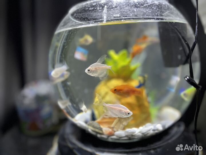 Аквариум для рыб Cascade Globe 6.8 л