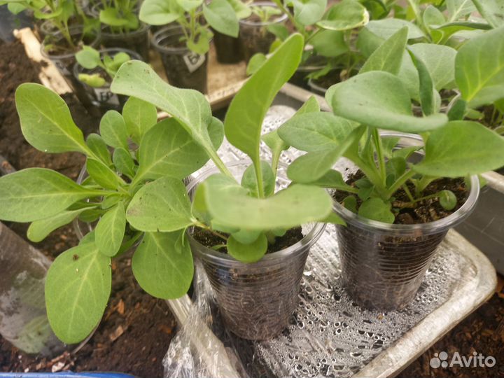 Рассада: огурцы, цветы (петуния, аквилегия и тд.)