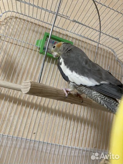 Попугай корелла