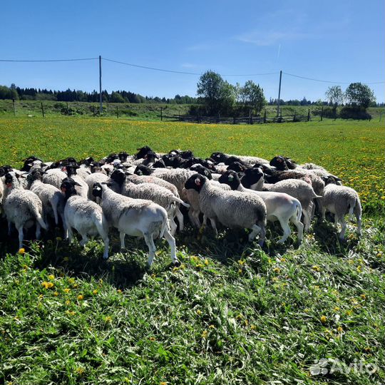 Баранчики дорпер