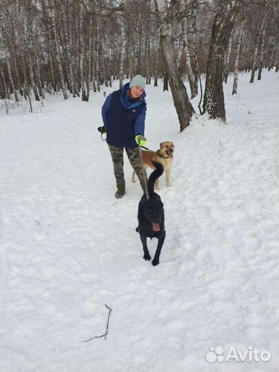 Приглашаем на прогулки с собачками в приюте Некрас