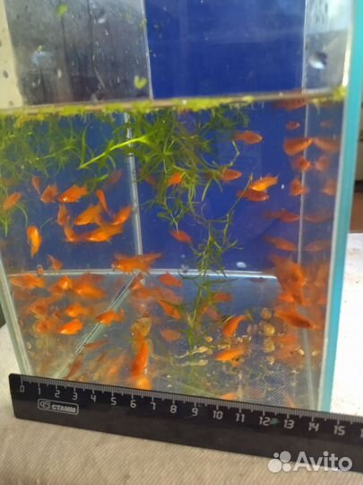 Аквариумные рыбки