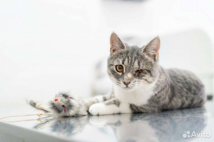 Котята, котики, кошечки инвалиды в добрые руки