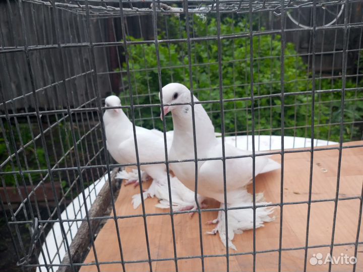 Продажа породистых голубей