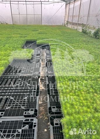 Голубая ель зкс сеянцы для лесовосстановления