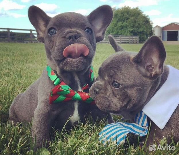 Французский бульдог мечта