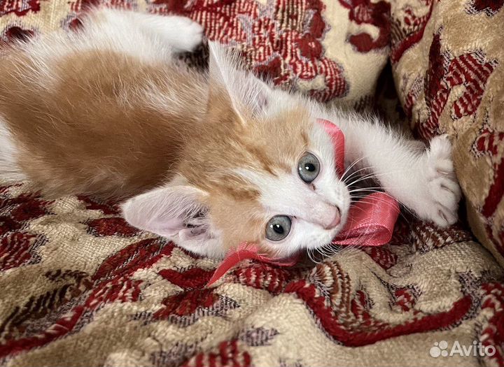 Котята ищут дом