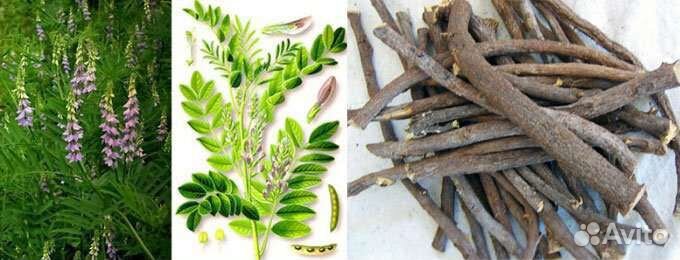 Корень солодки