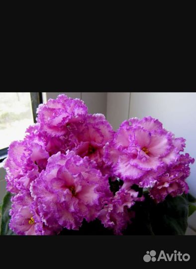 Фиалка Джулия