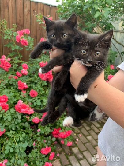 Кошка в дар бесплатно