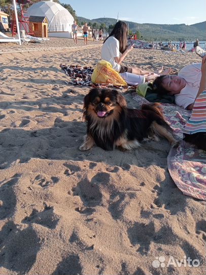 Милые пекинесики