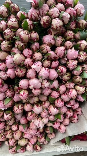 Живые цветы оптом