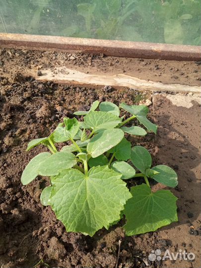 Рассада огурцов Саженцы малины