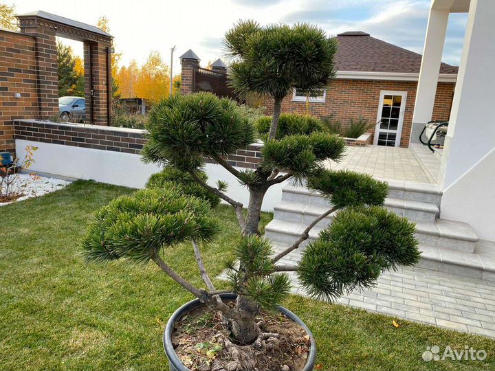 Бонсай штамбы сосна горная, ель голубая, можжевель