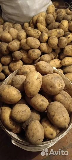 Картофель домашний на еду