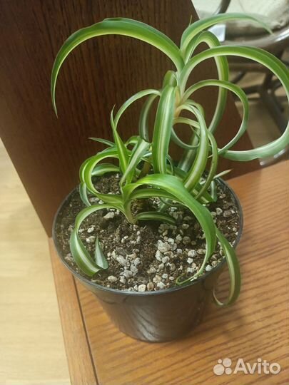 Хлорофитум кудрявый Бони