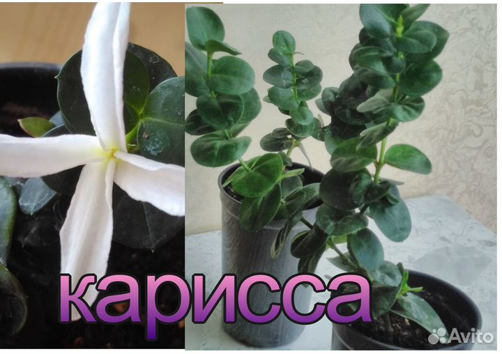 Карисса