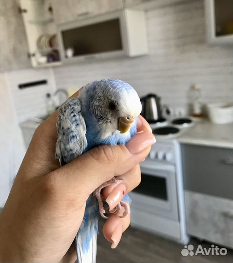 Волнистый попугай