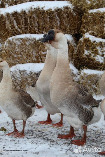 Гуси на племя